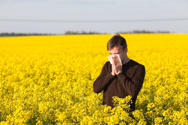 Person standing in a yellow flower field, using a tissue, possibly experiencing allergies or sneezing.